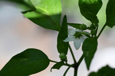 Güzel beyaz çiçeklere yakın yaz konsepti