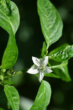 Güzel beyaz çiçeklere yakın yaz konsepti