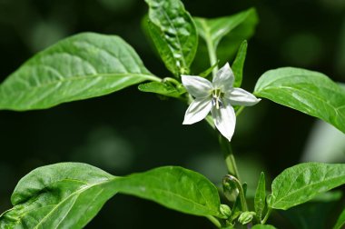 Güzel beyaz çiçeklere yakın yaz konsepti