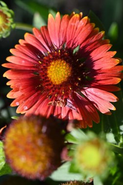 Bahçede yetişen güzel kırmızı renkli çiçekler.