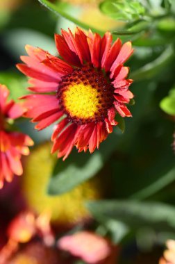 Bahçede yetişen güzel kırmızı renkli çiçekler.