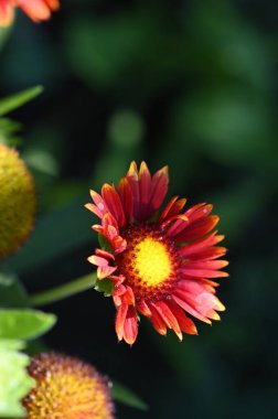 Bahçede yetişen güzel kırmızı renkli çiçekler.