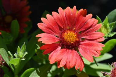 Bahçede yetişen güzel kırmızı renkli çiçekler.