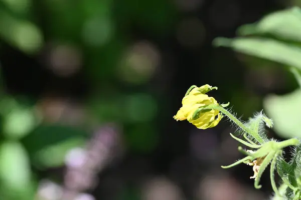 Close View Sunny Yellow Flowers Summer Concept — Foto Stock