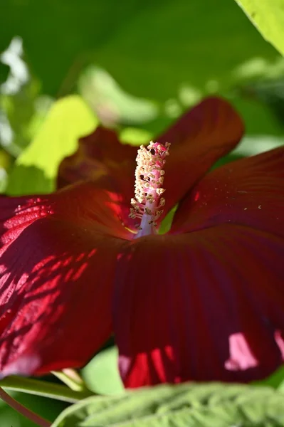 Belas Flores Vermelhas Coloridas Crescendo Jardim — Fotografia de Stock