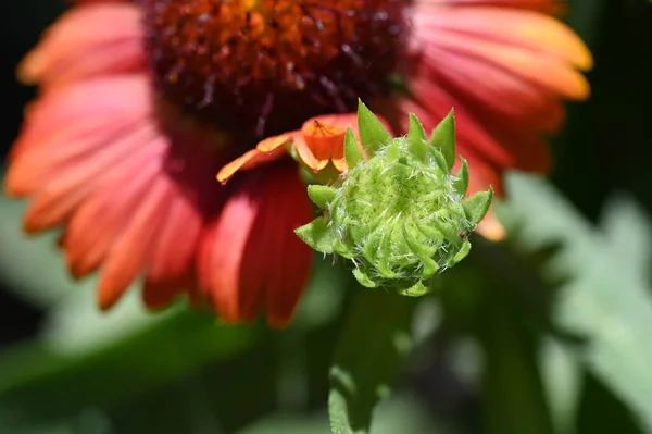 Beautiful Red Colored Flowers Growing Garden — Foto de Stock