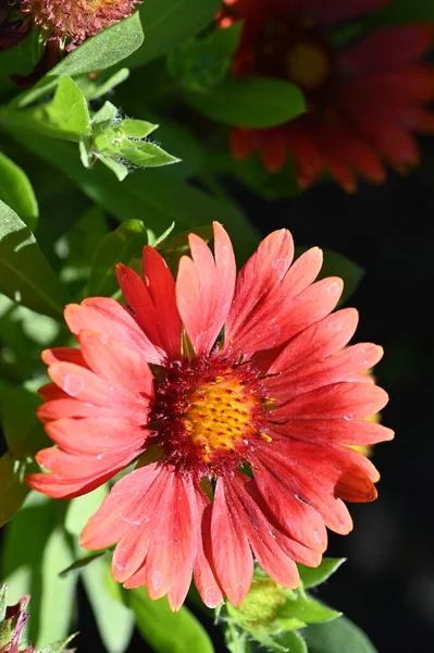 Krásné Červené Barevné Květy Rostoucí Zahradě — Stock fotografie