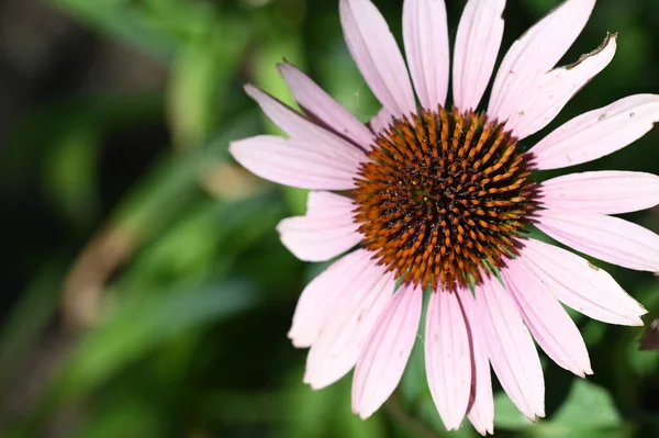 Vista Perto Belas Flores Rosa Conceito Verão — Fotografia de Stock