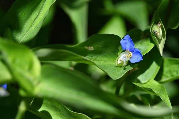 Close View Tender Blue Flowers Summer Concept — Foto de Stock