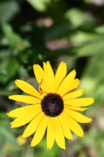 Close View Sunny Yellow Flowers Summer Concept — Stockfoto