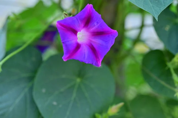 Close Beautiful Purple Flowers Summer Concept — Stockfoto