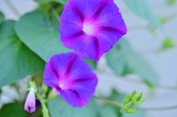 Крупный План Красивых Фиолетовых Цветов Летняя Концепция — стоковое фото