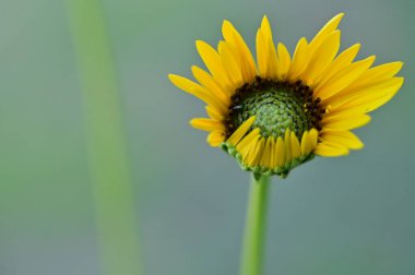 Güneşli sarı çiçeklerin manzarası, yaz konsepti