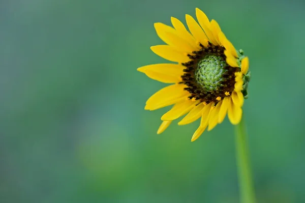 Крупним Планом Вид Сонячні Жовті Квіти Літня Концепція — стокове фото