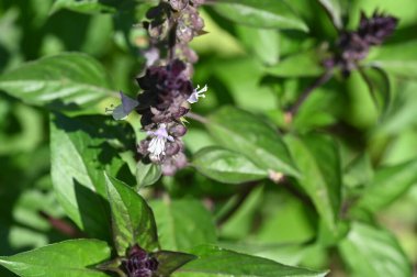 Sonbahar çiçeklerini kapatın.