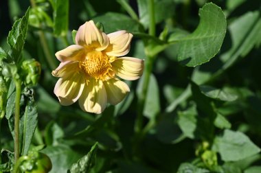 Sarı çiçeklerin yakın görüntüsü, yaz konsepti
