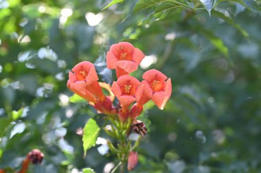 Güzel kırmızı çiçek manzarası, yaz konsepti.