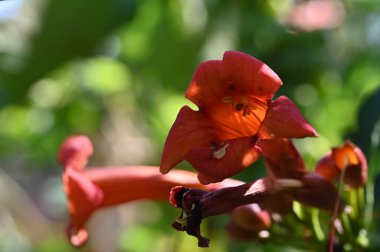 Güzel kırmızı çiçek manzarası, yaz konsepti.