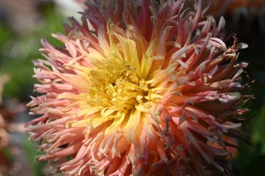 Bahçede güzel pembe ve sarı renkli çiçekler