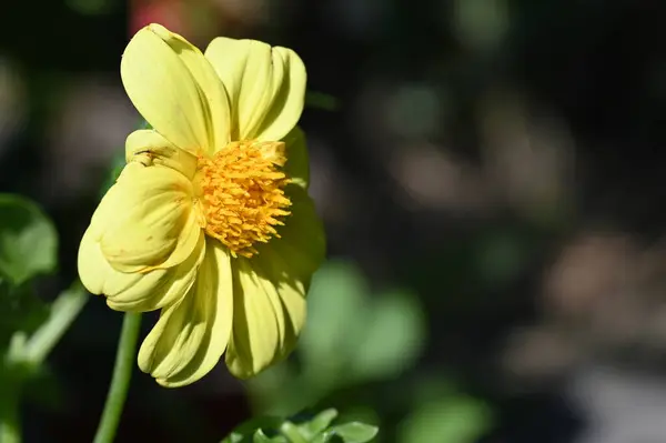 Close View Yellow Flowers Summer Concept — Stock Photo, Image