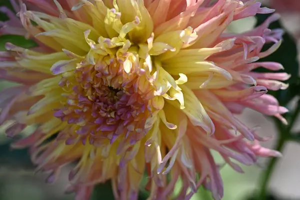 Belas Flores Cor Rosa Amarelo Jardim — Fotografia de Stock