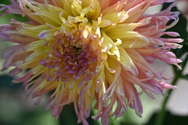 Belas Flores Cor Rosa Amarelo Jardim — Fotografia de Stock