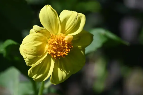 Close View Yellow Flowers Summer Concept — ストック写真