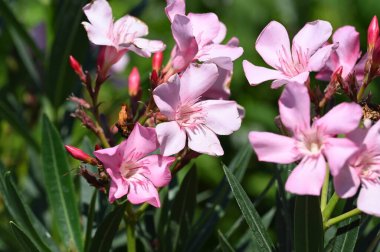 Güzel pembe çiçek manzarası, yaz konsepti.