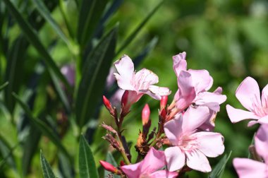 Güzel pembe çiçek manzarası, yaz konsepti.