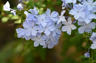 Güzel beyaz çiçeklere yakın yaz konsepti