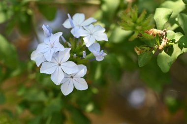 Güzel beyaz çiçeklere yakın yaz konsepti