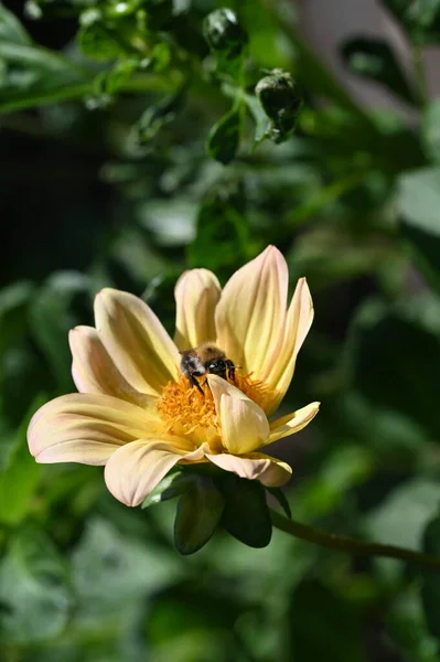 Крупный План Пчелы Цветке — стоковое фото