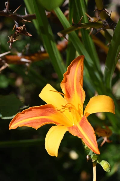 Close Orange Lily Flower Garden — Foto de Stock