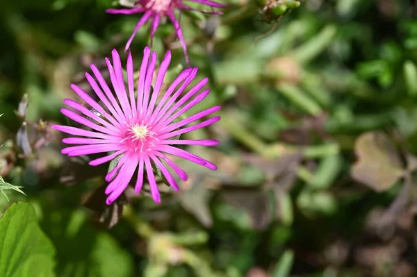 Close View Beautiful Pink Flowers Summer Concept — Stock Photo, Image