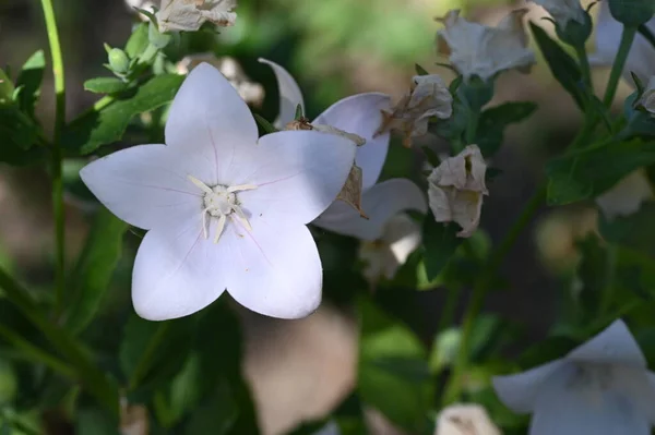 Крупним Планом Красиві Білі Ніжні Квіти Літня Концепція — стокове фото
