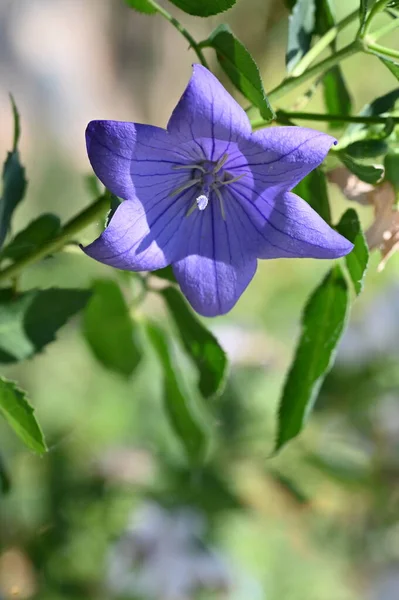 Close Beautiful Purple Flowers Summer Concept — Stock fotografie