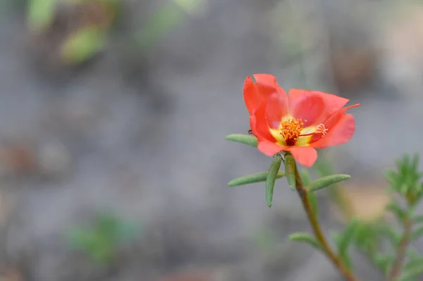 Nahaufnahme Von Schönen Roten Blumen Sommerkonzept — Stockfoto