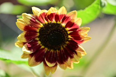 Bahçedeki güzel koyu kırmızı ve sarı renkli çiçek.