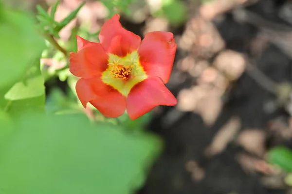Zblízka Pohled Krásné Červené Květy Letní Koncept — Stock fotografie