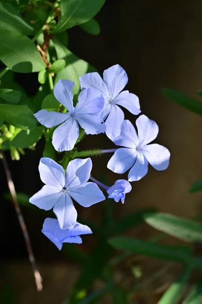 Close View Tender Blue Flowers Summer Concept — ストック写真