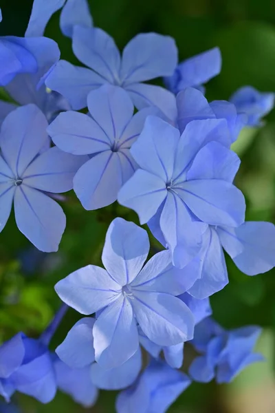 Yumuşak Mavi Çiçeklerin Yakın Görüntüsü Yaz Konsepti — Stok fotoğraf