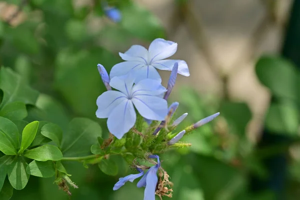 close up view of tender blue flowers, summer concept