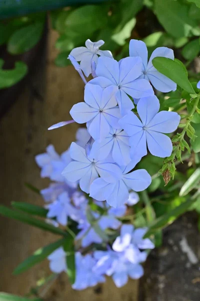 Close View Tender Blue Flowers Summer Concept — ストック写真