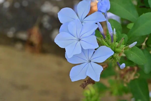 close up view of tender blue flowers, summer concept
