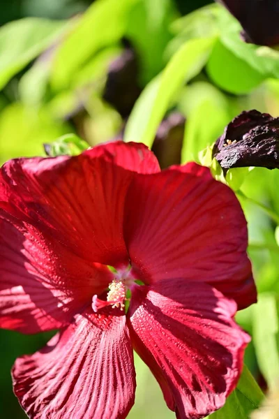 Vista Perto Belas Flores Vermelhas Conceito Verão — Fotografia de Stock