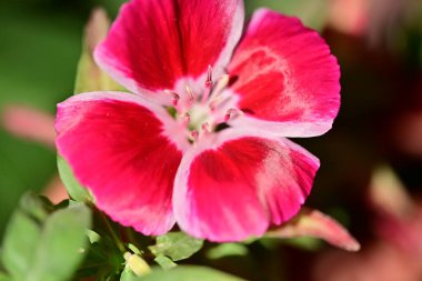 Güzel pembe çiçek manzarası, yaz konsepti.
