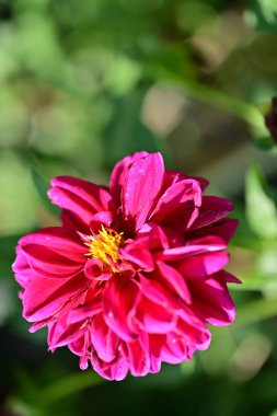 Güzel pembe çiçek manzarası, yaz konsepti.