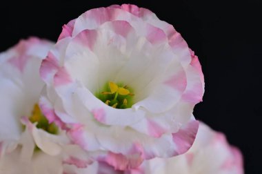 Karanlık arka planda güzel narin çiçekler