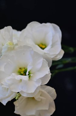 beautiful delicate white flowers on dark background