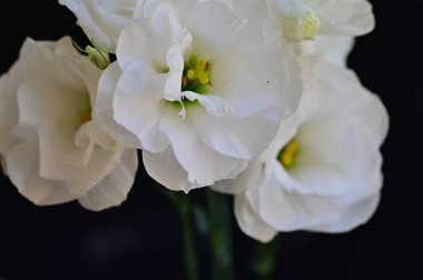 Koyu arkaplanda güzel beyaz çiçekler